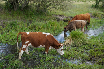 Fototapeta premium Cows graze and drink on the banks of the stream. Cattle-breeding. Europe Hungary.