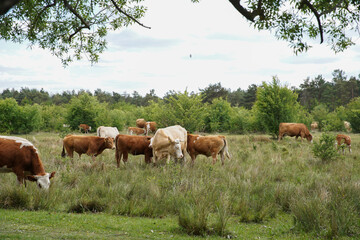 Obraz premium Cattle cows and calves graze in the grass on a farm. Keeping cattle outdoors. Cattle-breeding. Blue sky with clouds. Europe Hungary