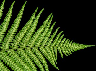 The Male Fern – Dryopteris filix-mas – Nerecznica samcza – Trójmiejski Park Krajobrazowy