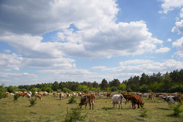 Naklejka na ściany i meble Cattle cows and calves graze in the grass. Free keeping of cattle. Blue sky with clouds. Europe Hungary