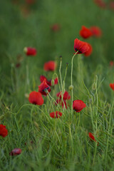 Beautiful big red poppy flowers in afternoon sunlight. close up photographed. Soft focus blurred background. Europe Hungary