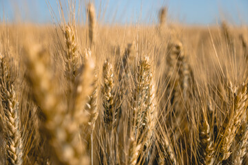 Fototapeta premium spikelets of golden wheat in bright sunlight on the field. selective focus. Agriculture, agronomy, industry concept