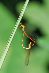 accouplement de libellules oranges sur fond vert