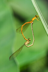 accouplement de libellules oranges sur fond vert