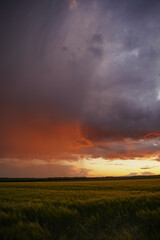 Fototapeta na wymiar Wheat or barley field under storm cloud. At sunset, the color of the clouds is orange and dark blue. Beautiful landscape.
