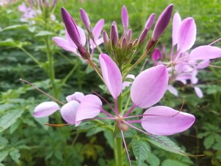 Fototapeta premium dav