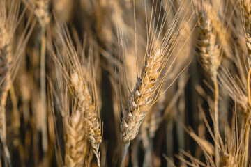 spikelets of golden wheat in bright sunlight on the field. selective focus. Agriculture, agronomy, industry concept