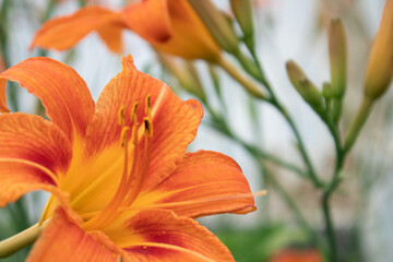 Fototapeta na wymiar orange lily flower