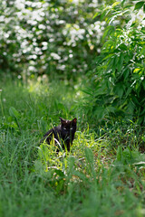 homeless black cat sits in  grass in  forest, an abandoned animal is lonely, looking for food, hiding from danger,