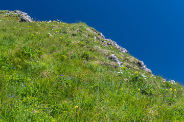 Fototapeta na wymiar bergwiese am grad mit grünem gras, alpenblumen und blauem himmel