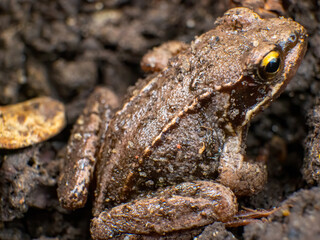 Frog closup