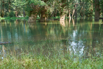 flood in the forest, river with high water level, flooding, nature in summer on a bright day