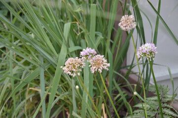 wild flowers in the grass
