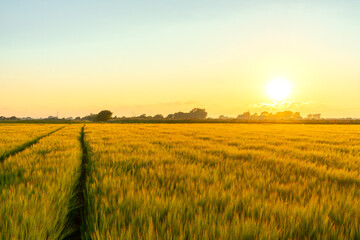 Fototapeta na wymiar Golden Barley Field
