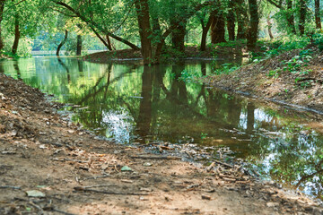 flood in the forest, river with high water level, flooding, nature in summer on a bright day