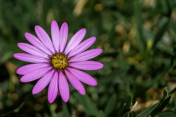 Closeup of a daisy