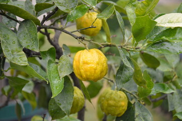 lemons on tree