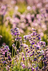 Fototapeta premium Flowering lavender. Lavender close-up. Field of lavender. Selective focus