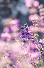 Flowering lavender. Lavender close-up. 
Field of lavender. Selective focus