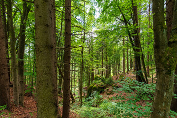 Wald bei der Burgruine Prandegg im Mühlviertel Oberösterreich