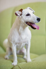 Jack Russell  dog sits on  couch, his mouth is open from  heat, looks away carefully,  pet lives in  room, selective focus