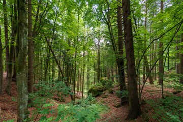 Wald bei der Burgruine Prandegg im Mühlviertel Oberösterreich