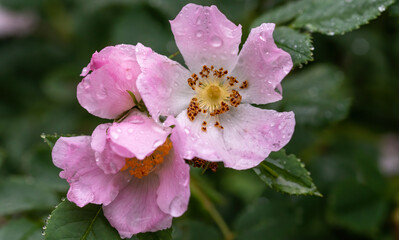 blume, pink, natur, frühling, aufblühen, green, garden, pflanze, 