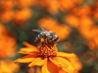 Closeup of a honey bee collecting pollen on orange zinnia flowers