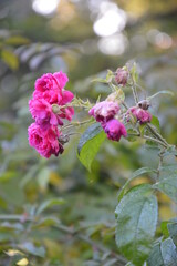 pink flower