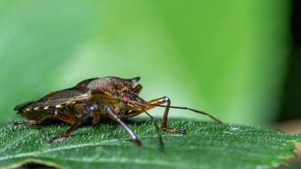 insecta, makro, fliege, natur, badgered, blatt, green, tier, close up