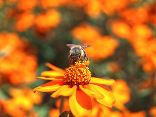 Closeup of a honey bee collecting pollen on orange zinnia flowers