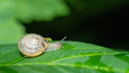 schnecke, schale, natur, tier, blatt, green, bedächtig, garden, makro,