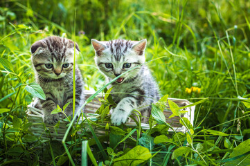 Two little gray kitten on a basket in a park on green grass. Portrait. Postcard. Summer. Scottish fold cat breed.