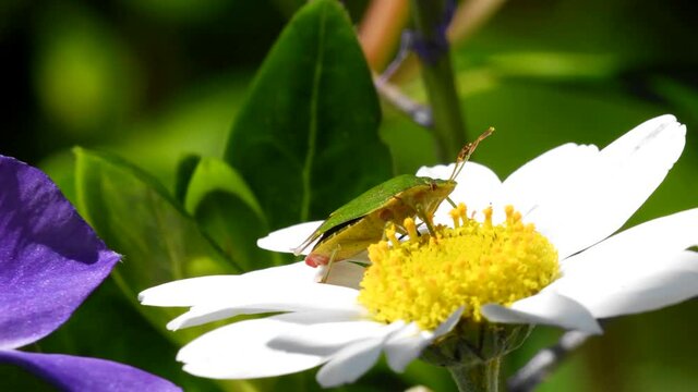 Common Green Shieldbug on a flower. Their Latin name is Palomena prasina.