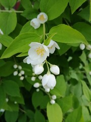 Beautiful flowers in the garden