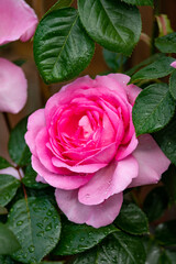 Blossom of pink rose in garden after rain close up