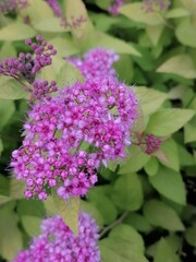 Beautiful flowers in the garden