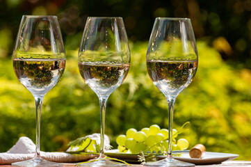 Tasting of Pinot gridgio rose wine on winery in Veneto, Italy. Glasses of cold dry wine served outdoor in sunny day