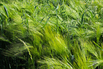 Young green barley on the field in windy weather. Oat field with raindrops. Field of young green oats. The concept of a good harvest, agricultural industry.
