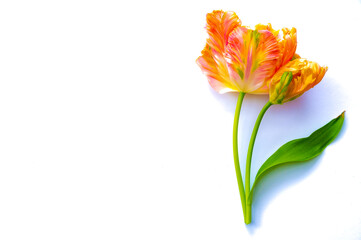 Colorful pink salmon parrot tulips on white background copy space top view