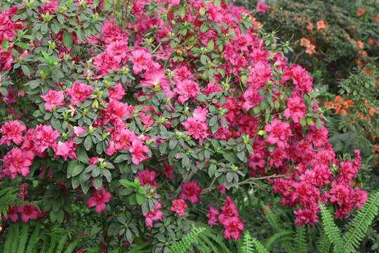 Beautiful spring image with bright flowers of azalea rhododendron