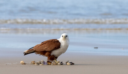 Bahminy Kite At The Beach About to Eat Shellfish looking front on