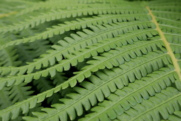 Fototapeta premium green fern leaf