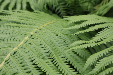 green fern leaves