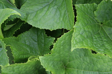 green leaf background
