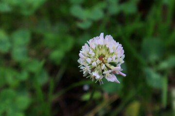 flower of a thistle