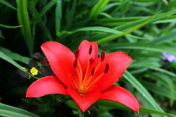 Fototapeta premium red lily flower