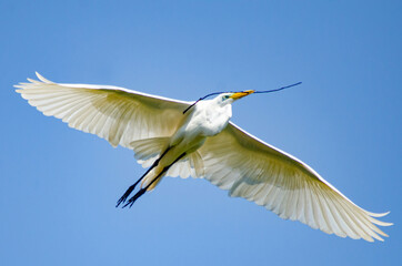 Beautiful birds on a lake in Brazil with natural light