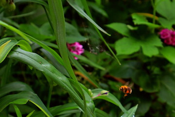 ladybird on a flower