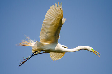 Beautiful birds on a lake in Brazil with natural light